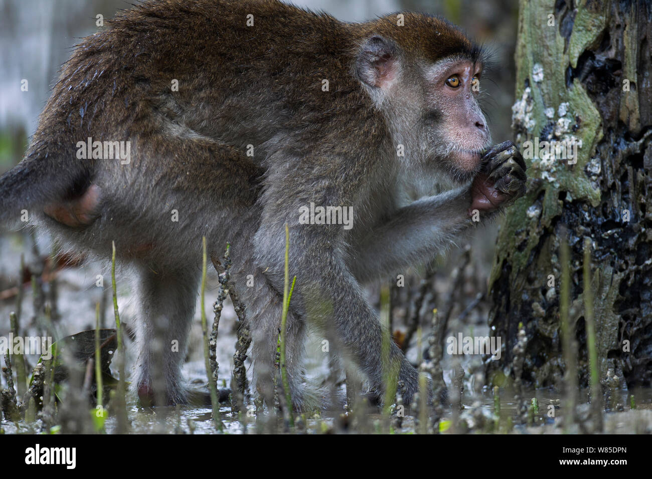 Lunga coda Macaque (Macaca fascicularis) foraggio per shell-pesce e altri prodotti alimentari sugli alberi ha rivelato a bassa marea nella palude di mangrovie. Bako National Park, Sarawak, Borneo Malese. Mar 2010. Foto Stock