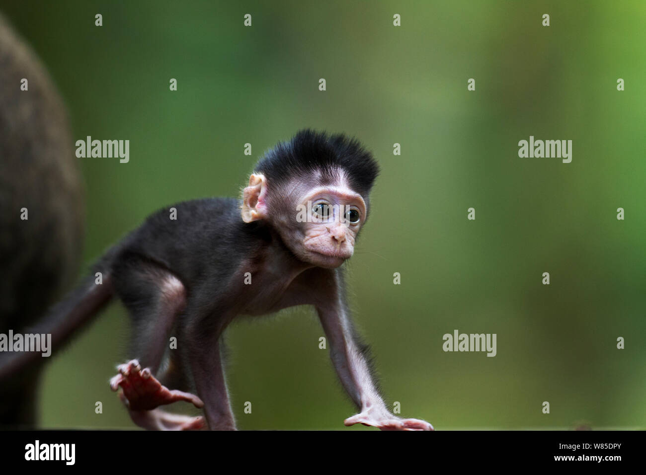 Lunga coda Macaque (Macaca fascicularis) del bambino di età compresa da 2 a 4 settimane di avventurarsi lontano dalla sua madre. Bako National Park, Sarawak, Borneo Malese. Mar 2010. Foto Stock