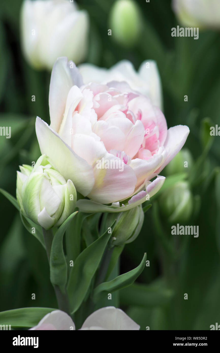 Bianco Rosa famiglia tulip con tre gemme in primavera nel giardino durante il giorno. Close-up Foto Stock