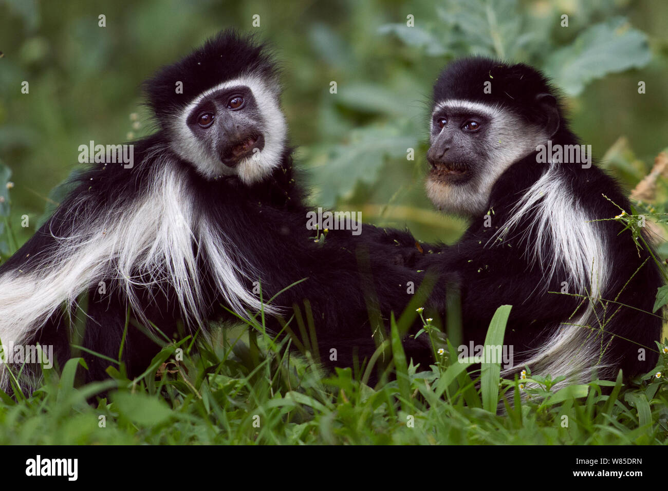 Est in bianco e nero (Colobus Colobus guereza) scimmie giocare combattimenti. Kakamega Forest National Reserve, provincia occidentale, Kenya Foto Stock