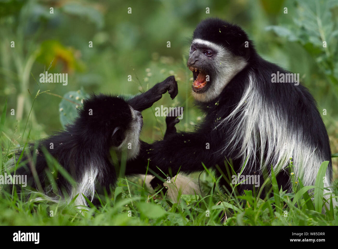 Est in bianco e nero (Colobus Colobus guereza) scimmie giocare combattimenti. Kakamega Forest National Reserve, provincia occidentale, Kenya Foto Stock