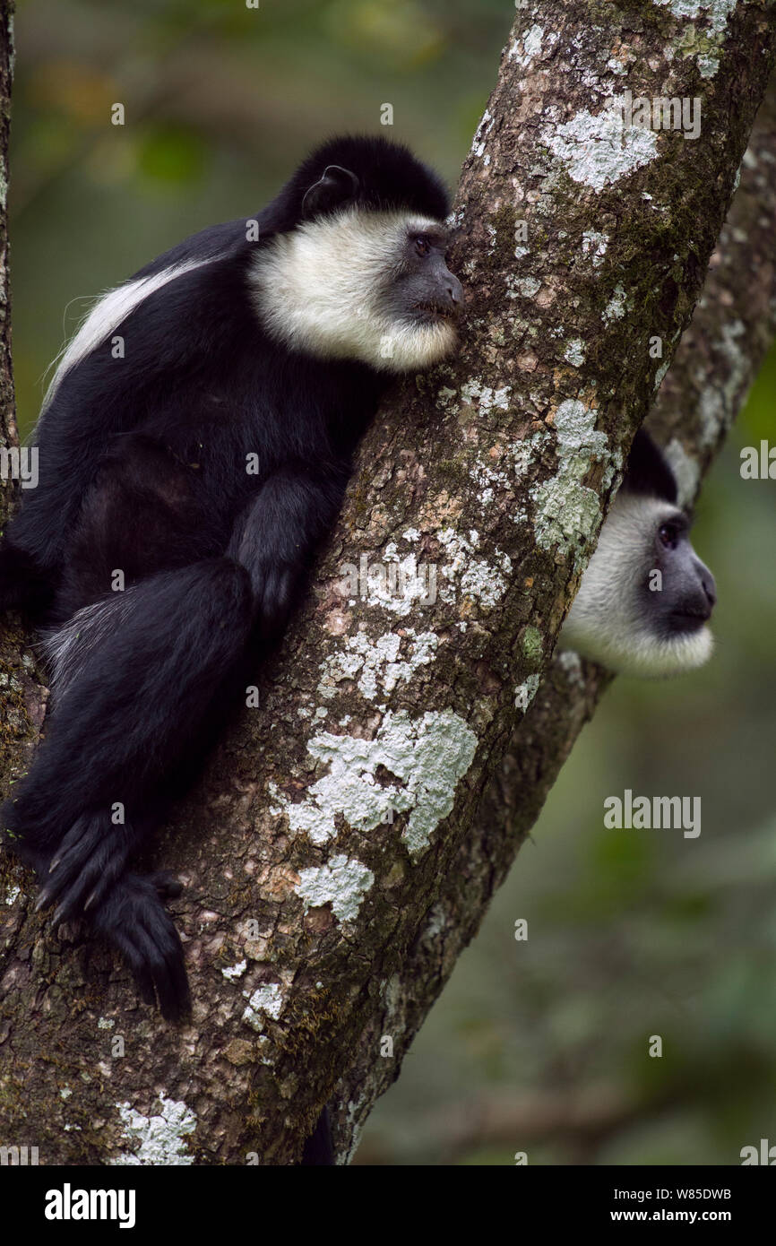Est in bianco e nero (Colobus Colobus guereza) scimmie seduto in una struttura ad albero. Kakamega Forest National Reserve, provincia occidentale, Kenya Foto Stock