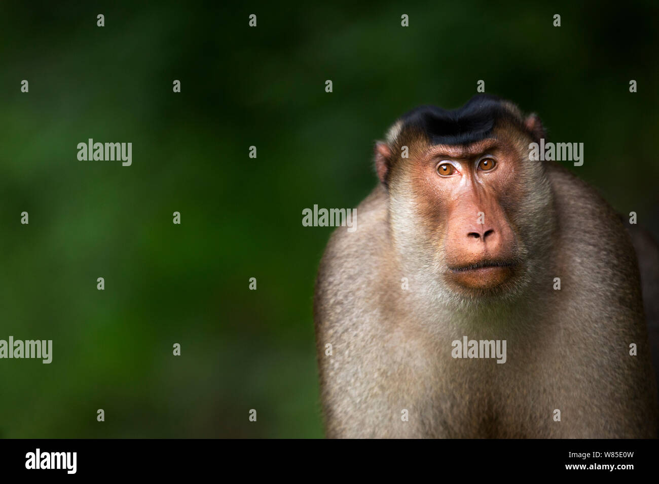 Southern o Sunda Pig-coda Macaque (Macaca nemestrina) maschio maturo ritratto. Selvaggia ma utilizzato per essendo alimentato da persone locali. Gunung Leuser National Park, Sumatra, Indonesia. Foto Stock