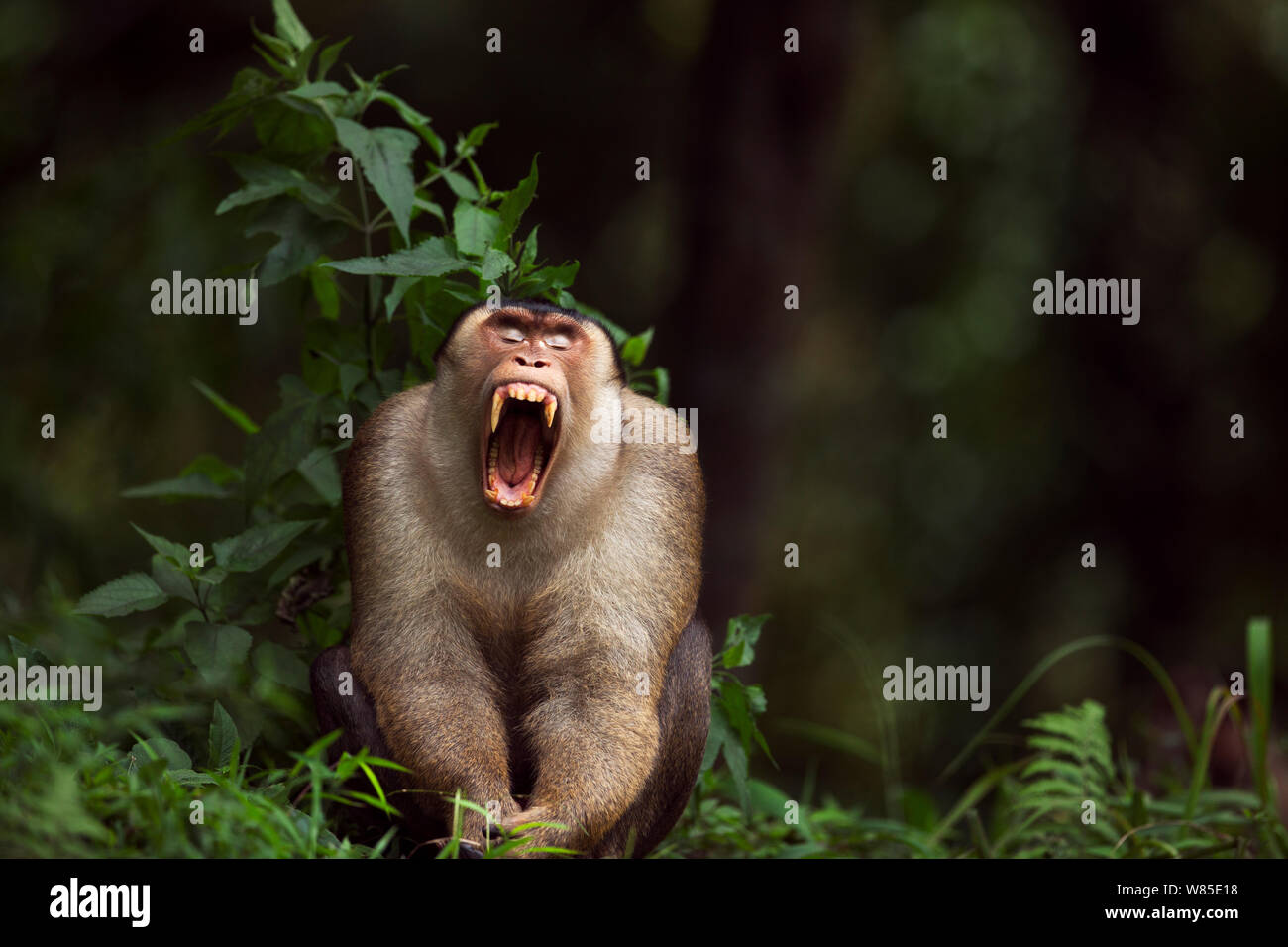 Southern o Sunda Pig-coda Macaque (Macaca nemestrina) maschio maturo sbadigli. Selvaggia ma utilizzato per essendo alimentato da persone locali. Gunung Leuser National Park, Sumatra, Indonesia. Foto Stock