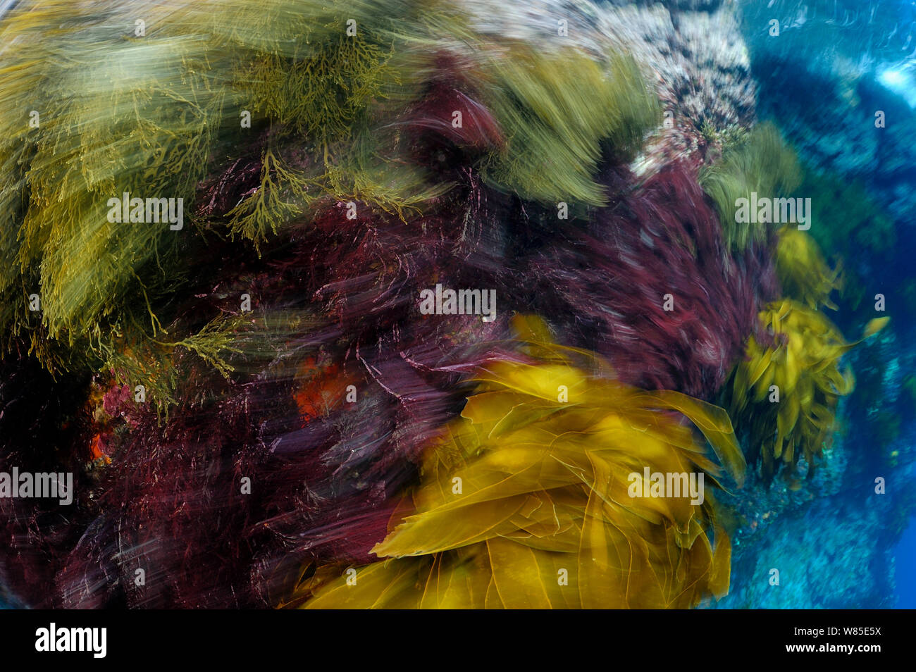 Fascetta (kelp Lessonia variegata) e alghe rosse in movimento nel surf. Poveri Cavalieri isole, riserva marina, Nuova Zelanda, Oceano Pacifico del Sud Foto Stock
