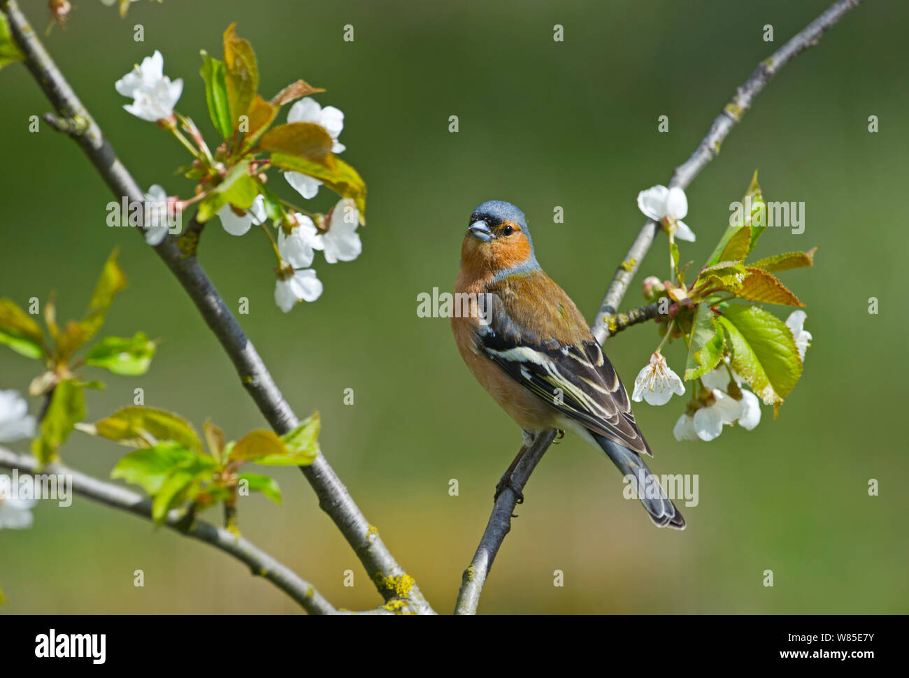 (Fringuello Fringilla coelebs) sul prugnolo albero in fiore, Norfolk, Inghilterra, Regno Unito, Aprile. Foto Stock