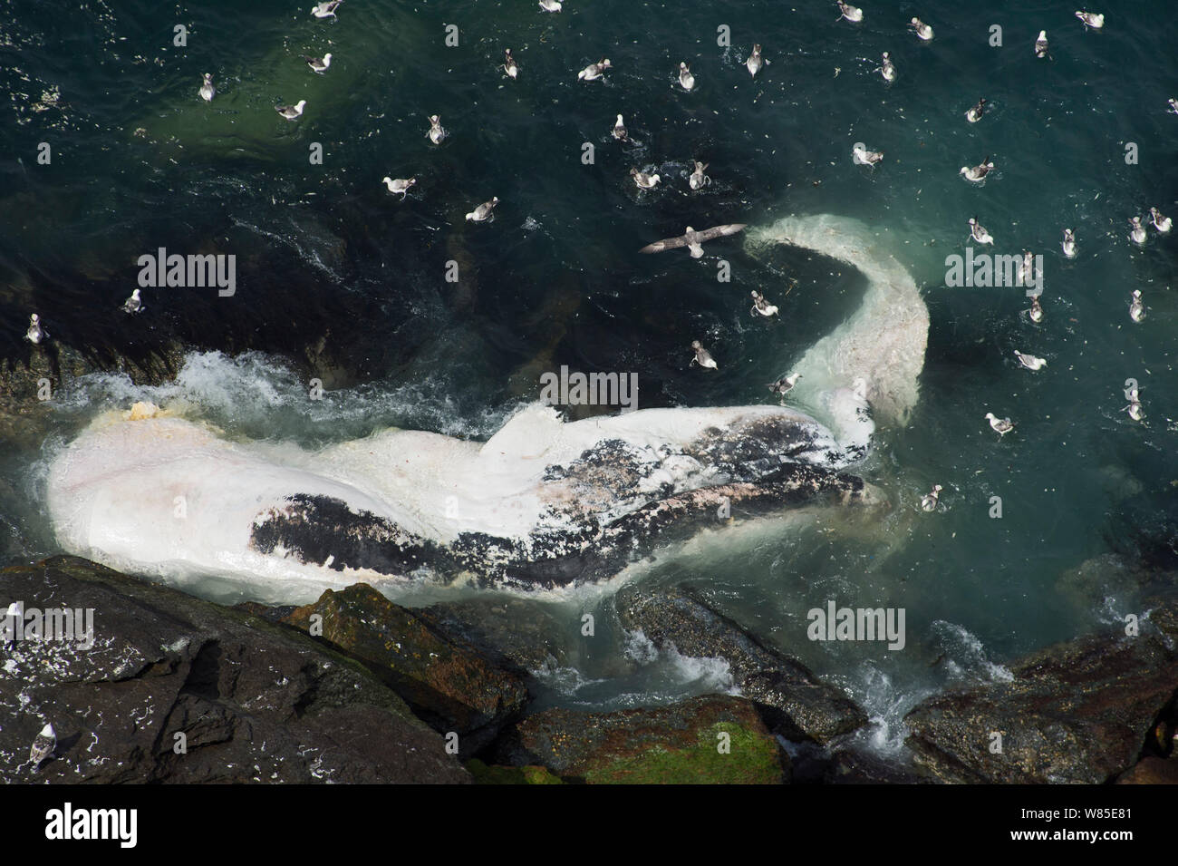 Fulmars (Fulmarus galcialis) alimentazione su lavato fino Capodoglio (Physeter macrocephalus) la carcassa in corrispondenza della base di scogliere a Hermaness, Shetland, Scozia, Giugno. Foto Stock