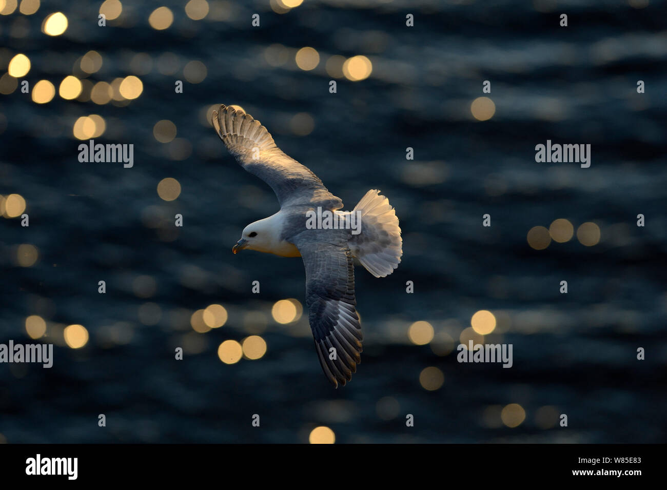 Northern Fulmar ( Fulmarus glacialis) volare lungo la scogliera in testa Sumburgh Shetland, Scotland, Regno Unito. nella luce della sera giugno Foto Stock