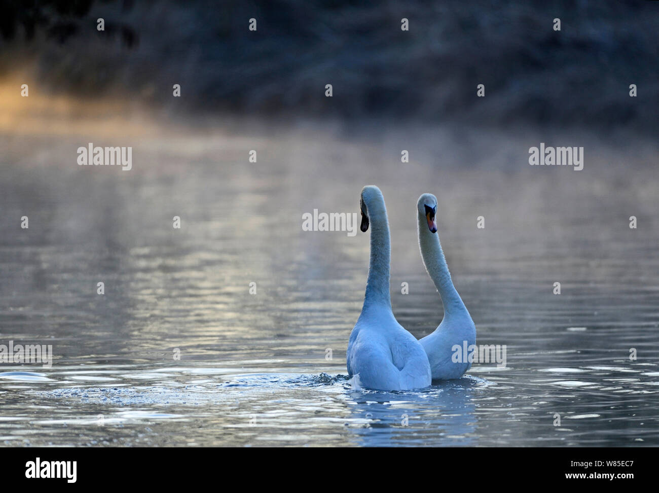 Cigno (Cygnus olor) nel corteggiamento sul fiume Thet, Norfolk, Inghilterra, Regno Unito, Aprile. Foto Stock