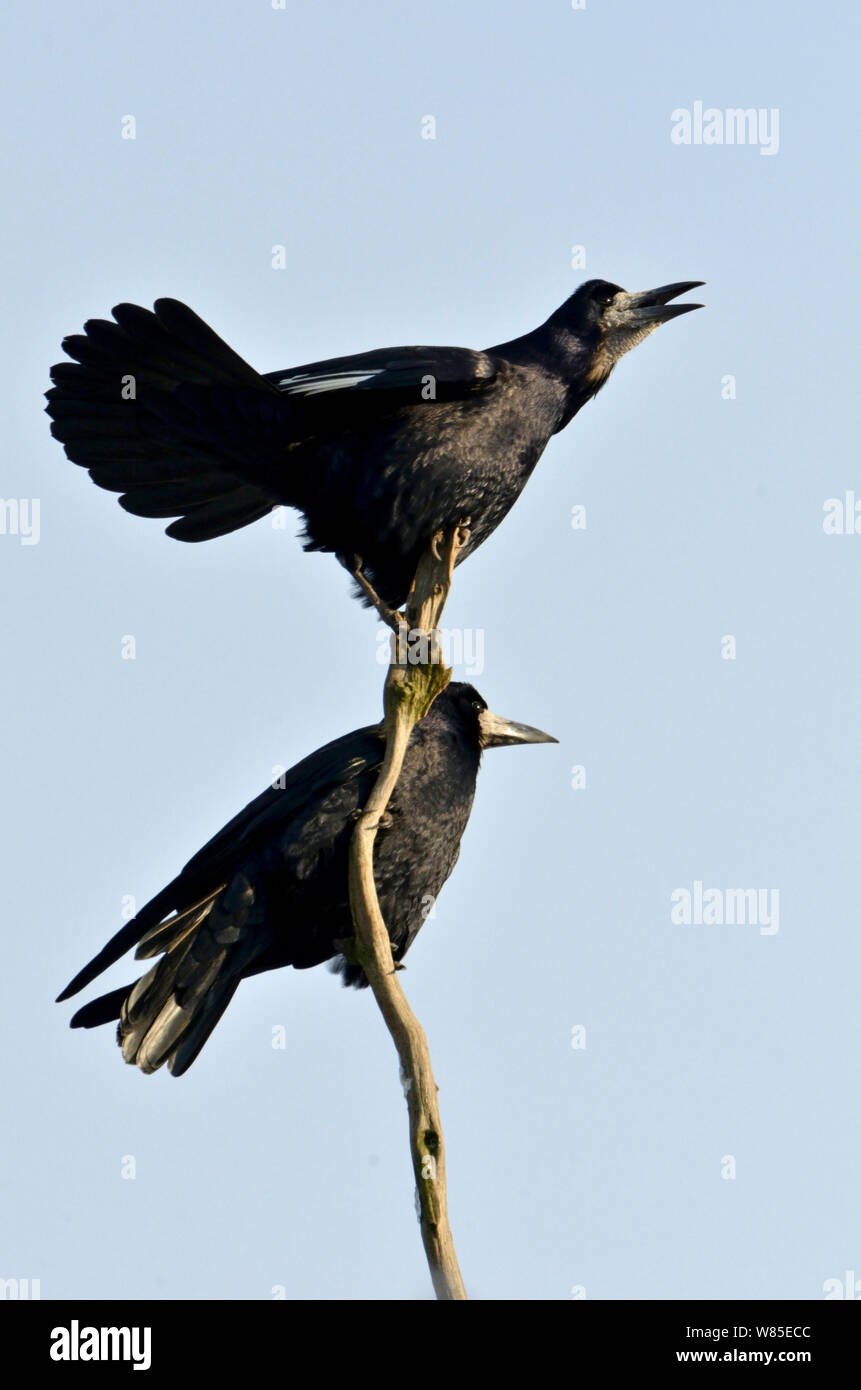 Rooks (Corvus frugilegus) chiamando, Norfolk, Inghilterra, Regno Unito. Gennaio 2013. Foto Stock