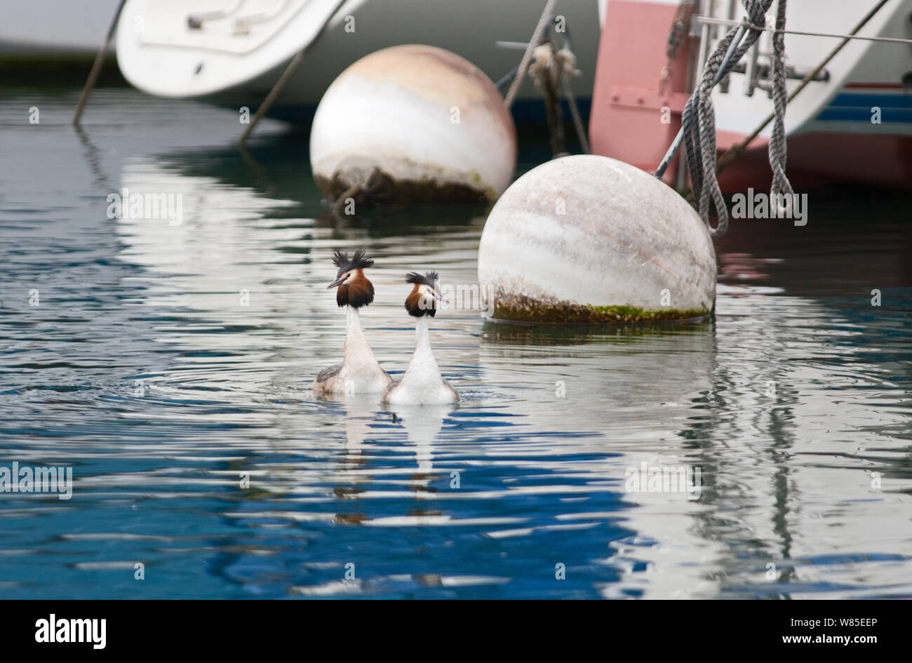 Grande-crested Grebe (Podiceps cristatus) coppia nuoto passato boe, sul Lago di Ginevra, Svizzera, marzo. Foto Stock