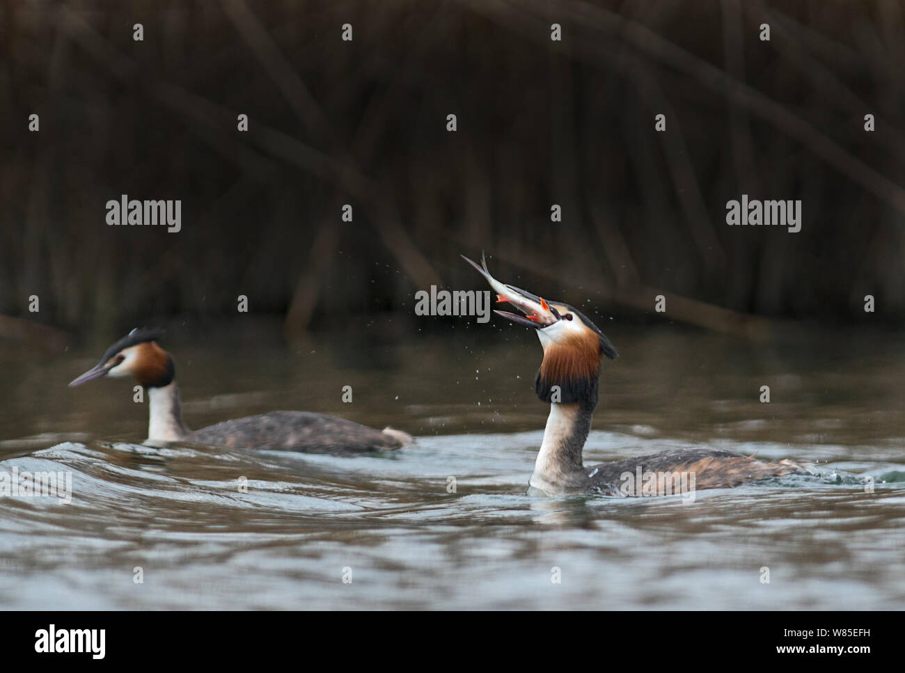 Grande-crested Grebe (Podiceps cristatus) alimentazione sul pesce, sul Lago di Ginevra, Svizzera, marzo. Foto Stock