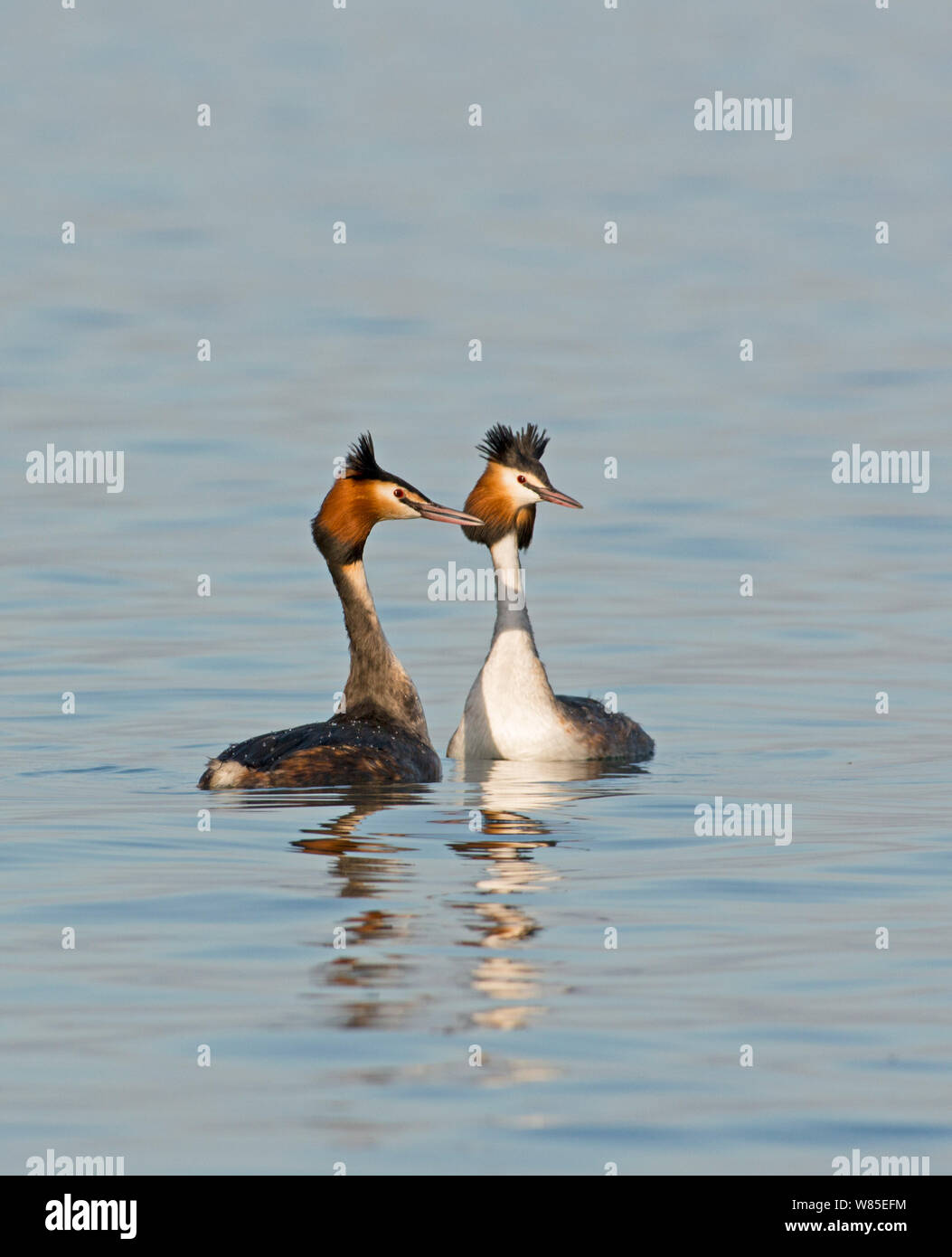 Grande-crested Grebe (Podiceps cristatus) coppia nella testa di scuotimento rituali di corteggiamento, sul Lago di Ginevra, Svizzera, marzo. Foto Stock