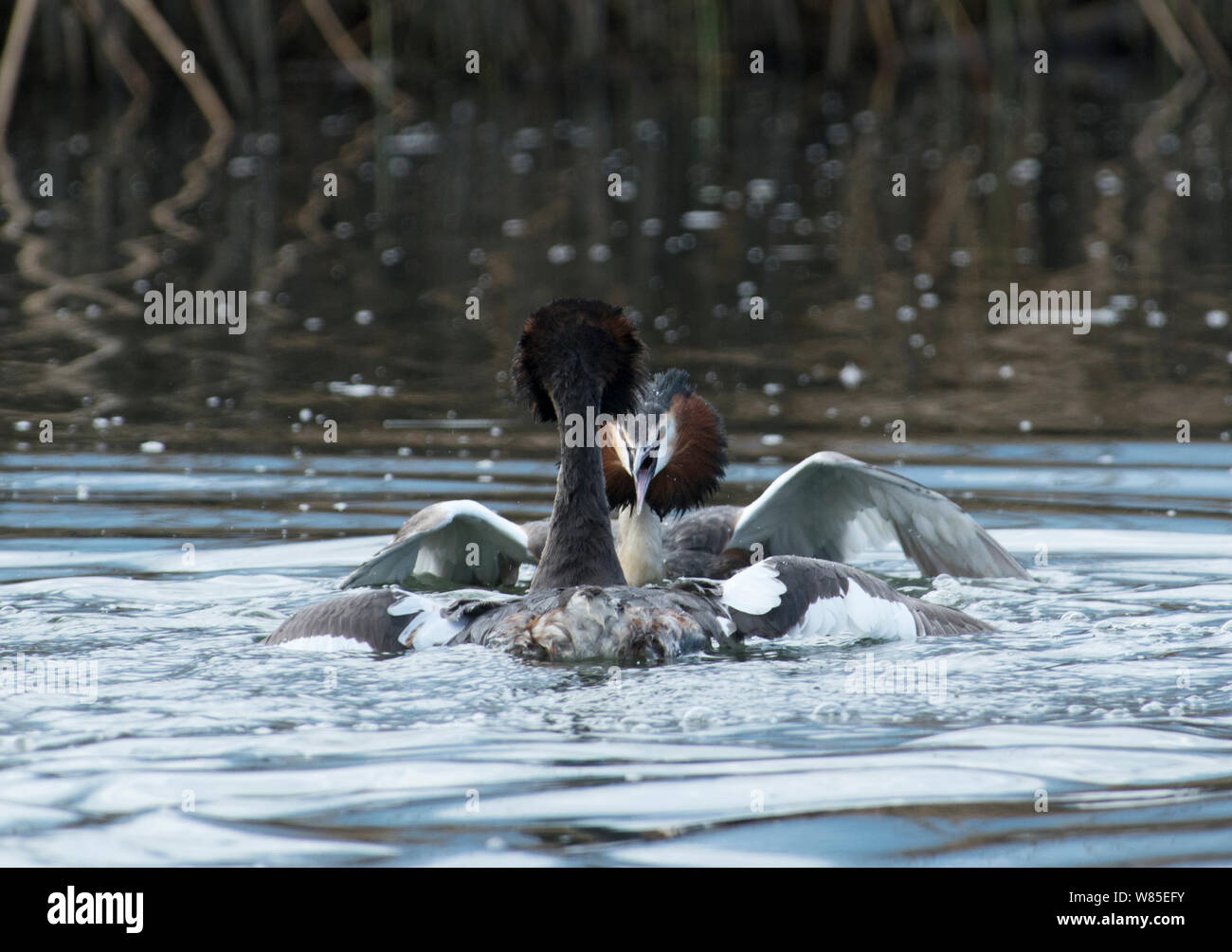 Grande-crested Grebe (Podiceps cristatus) rivale maschi combattimenti nella disputa territoriale, sul Lago di Ginevra, Svizzera, marzo. Foto Stock