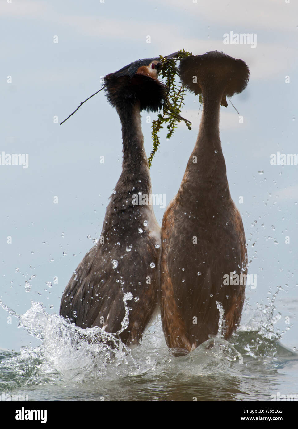 Grande-crested grebe (Podiceps cristatus) esecuzione di danza di erbacce come parte del corteggiamento, sul Lago di Ginevra, Svizzera, marzo. Foto Stock
