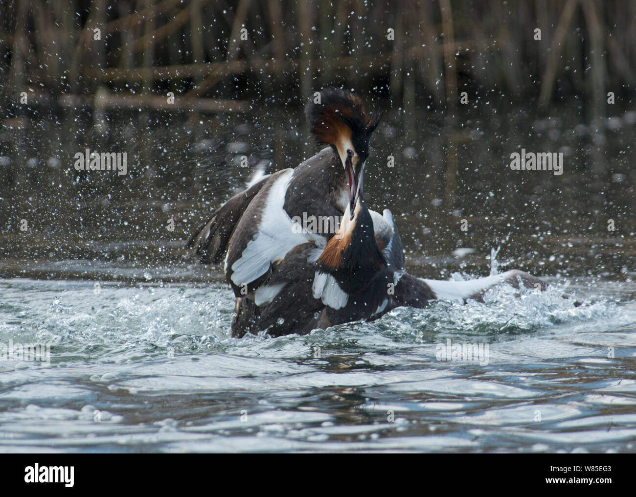 Grande-crested Grebe (Podiceps cristatus) rivale maschi combattimenti nella disputa territoriale, sul Lago di Ginevra, Svizzera, marzo. Foto Stock