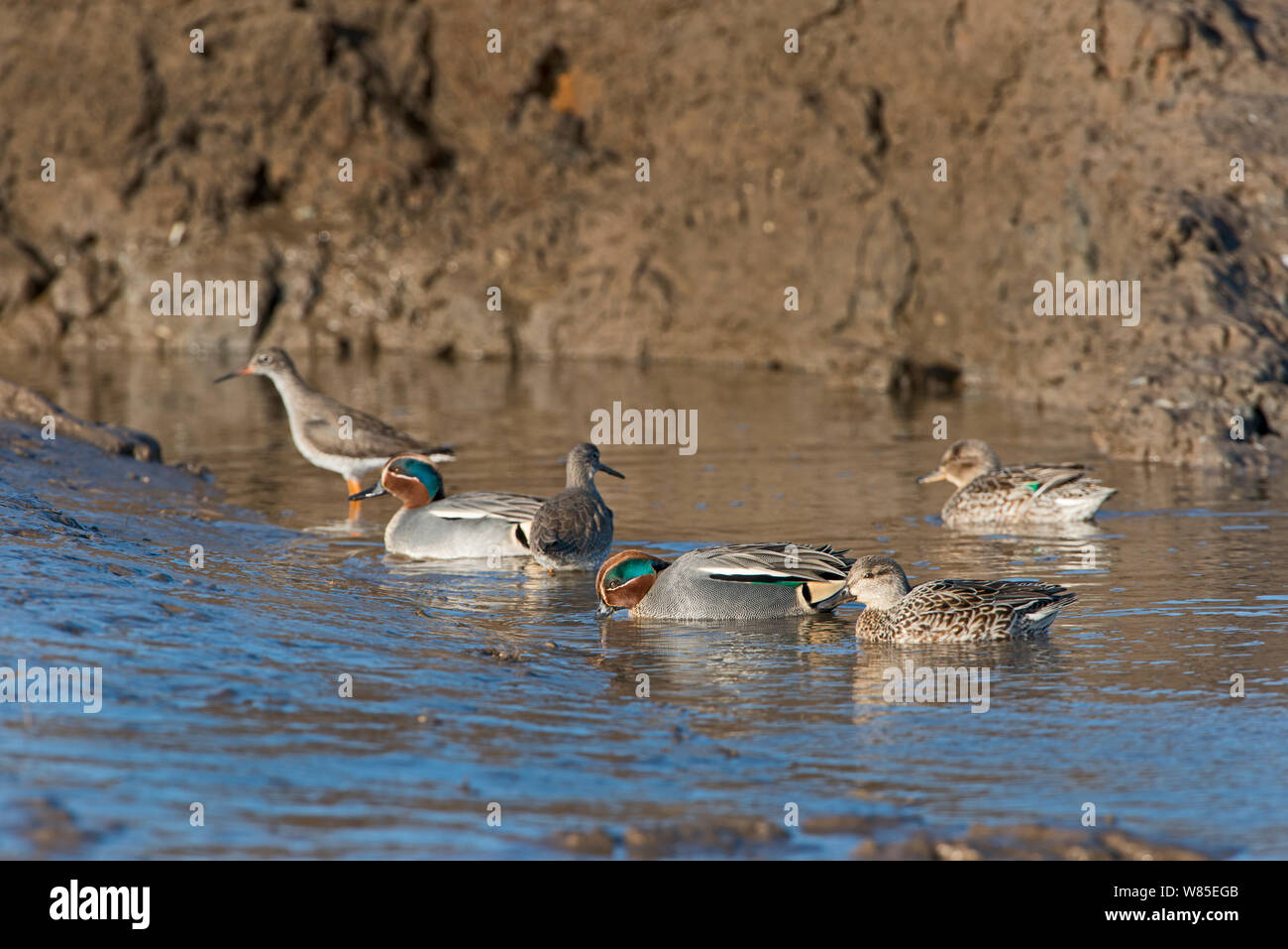 Eurasian Teal (Anas crecca) in tidal Creek North Norfolk, Inghilterra, Regno Unito. Marzo. Foto Stock