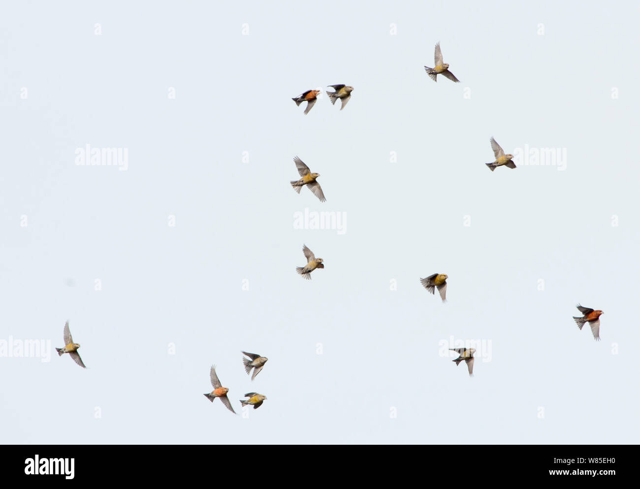 Crossbills comune (Loxia curvirostra) in volo, Holt, Norfolk, Inghilterra, Regno Unito. Marzo. Foto Stock