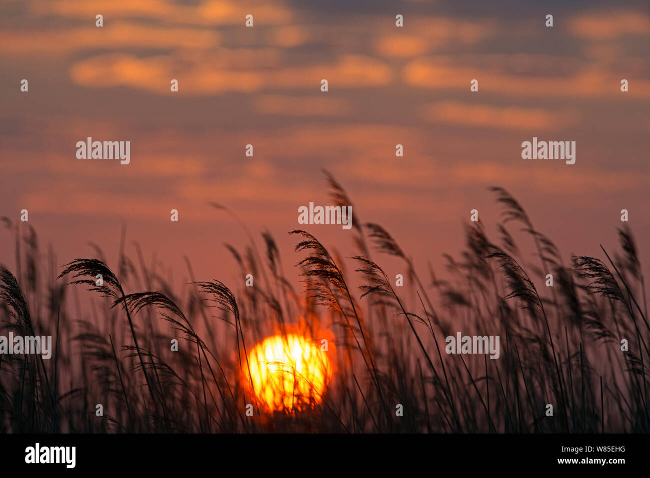 Sunrise visto dal reedbed a Cley paludi Riserva, Norfolk, Inghilterra, Regno Unito, Marzo. Foto Stock