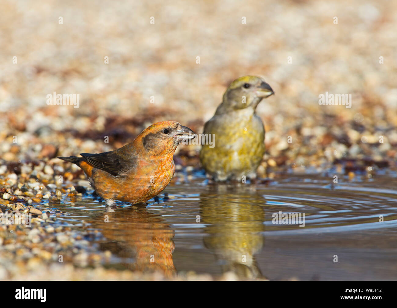 Rosso (crossbill Loxia curvirostra) coppia bere alla pozza, Suffolk, febbraio. Foto Stock