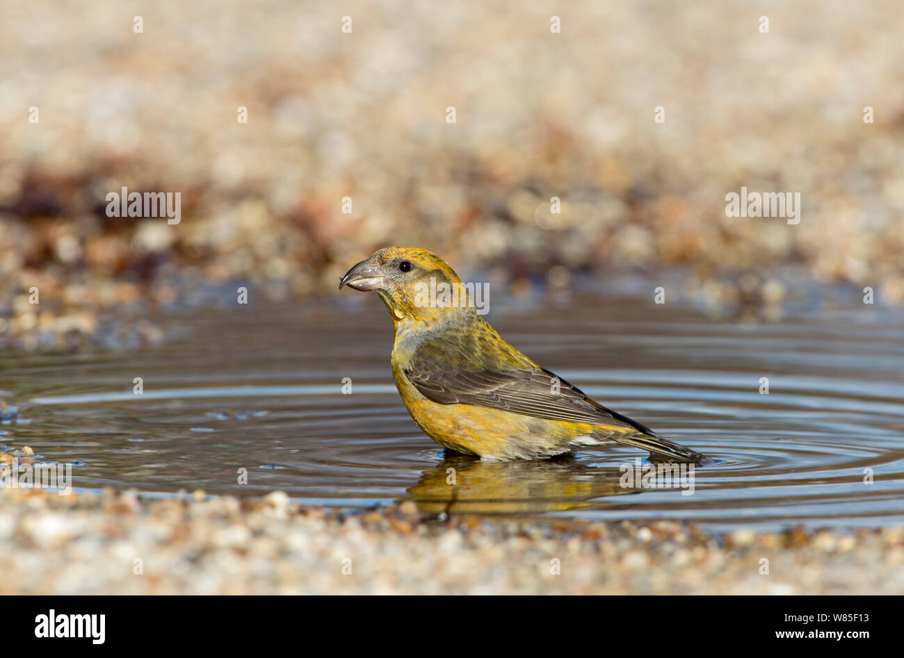 Rosso (crossbill Loxia curvirostra) femmina bere alla pozza, Suffolk, febbraio. Foto Stock