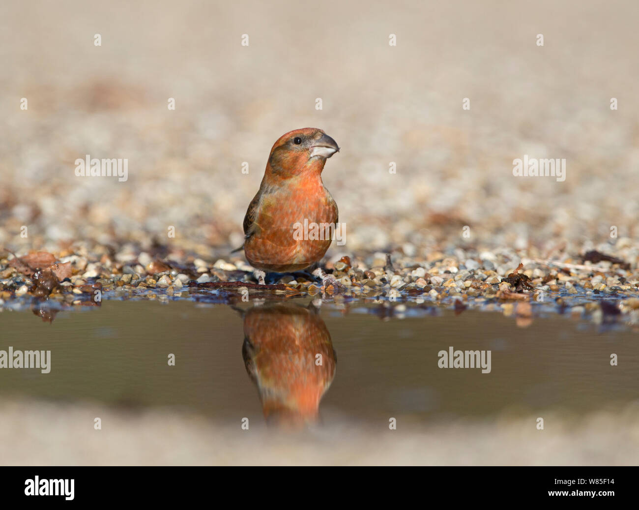Rosso (crossbill Loxia curvirostra) maschio bere alla pozza, Suffolk, febbraio. Foto Stock