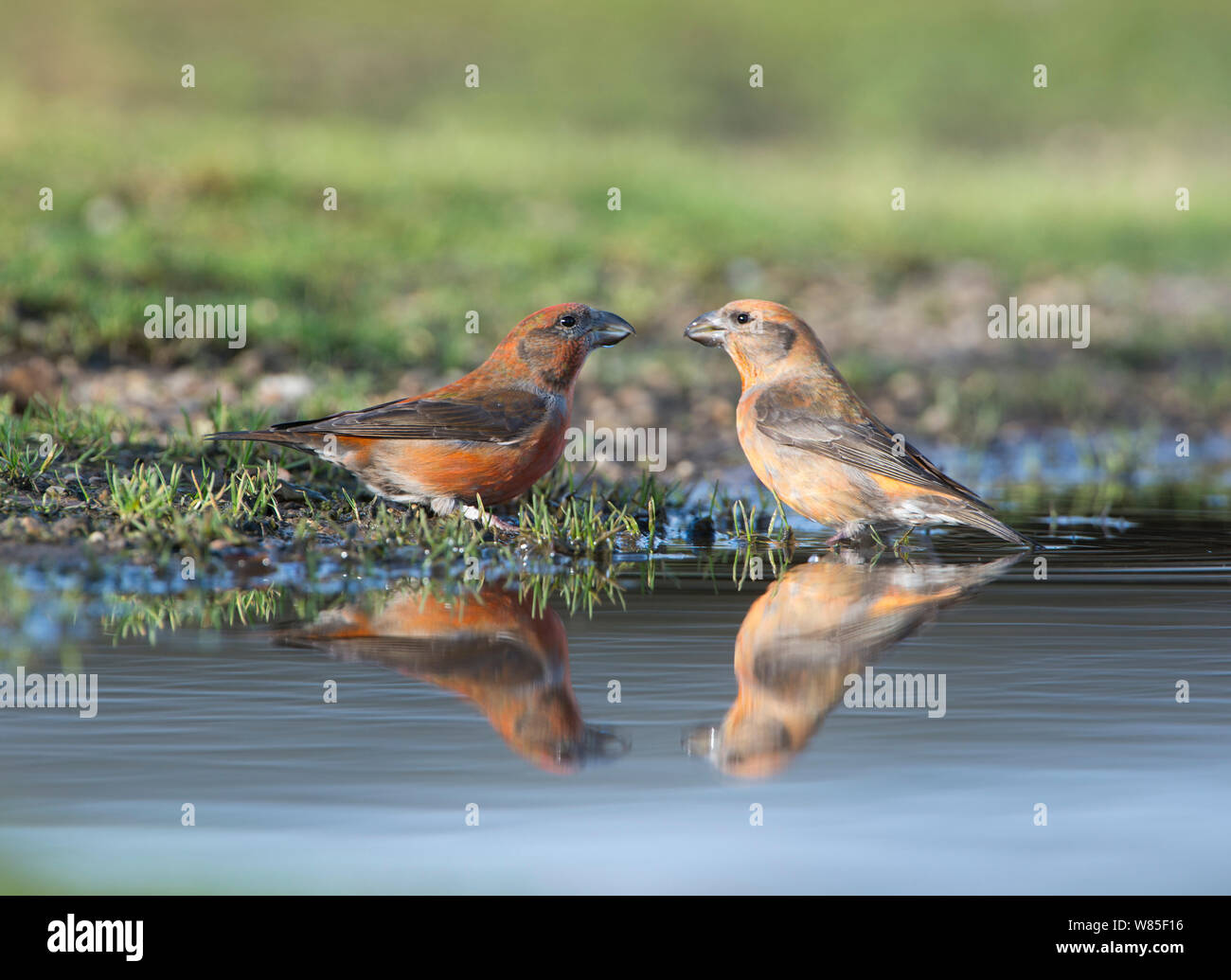 Rosso (crossbill Loxia curvirostra) maschi bere alla pozza, Suffolk, febbraio. Foto Stock