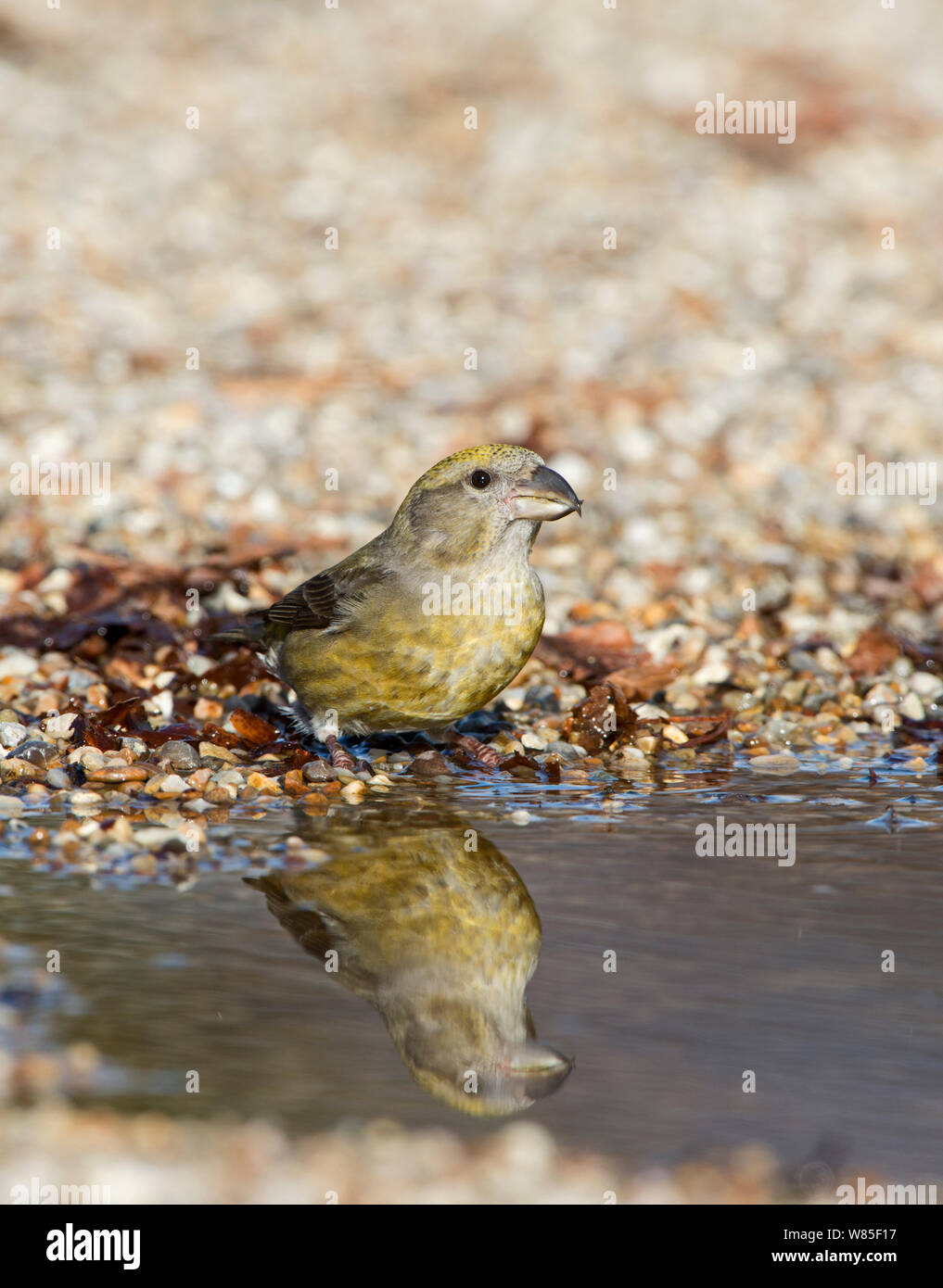 Rosso (crossbill Loxia curvirostra) femmina bere alla pozza, Suffolk, febbraio. Foto Stock