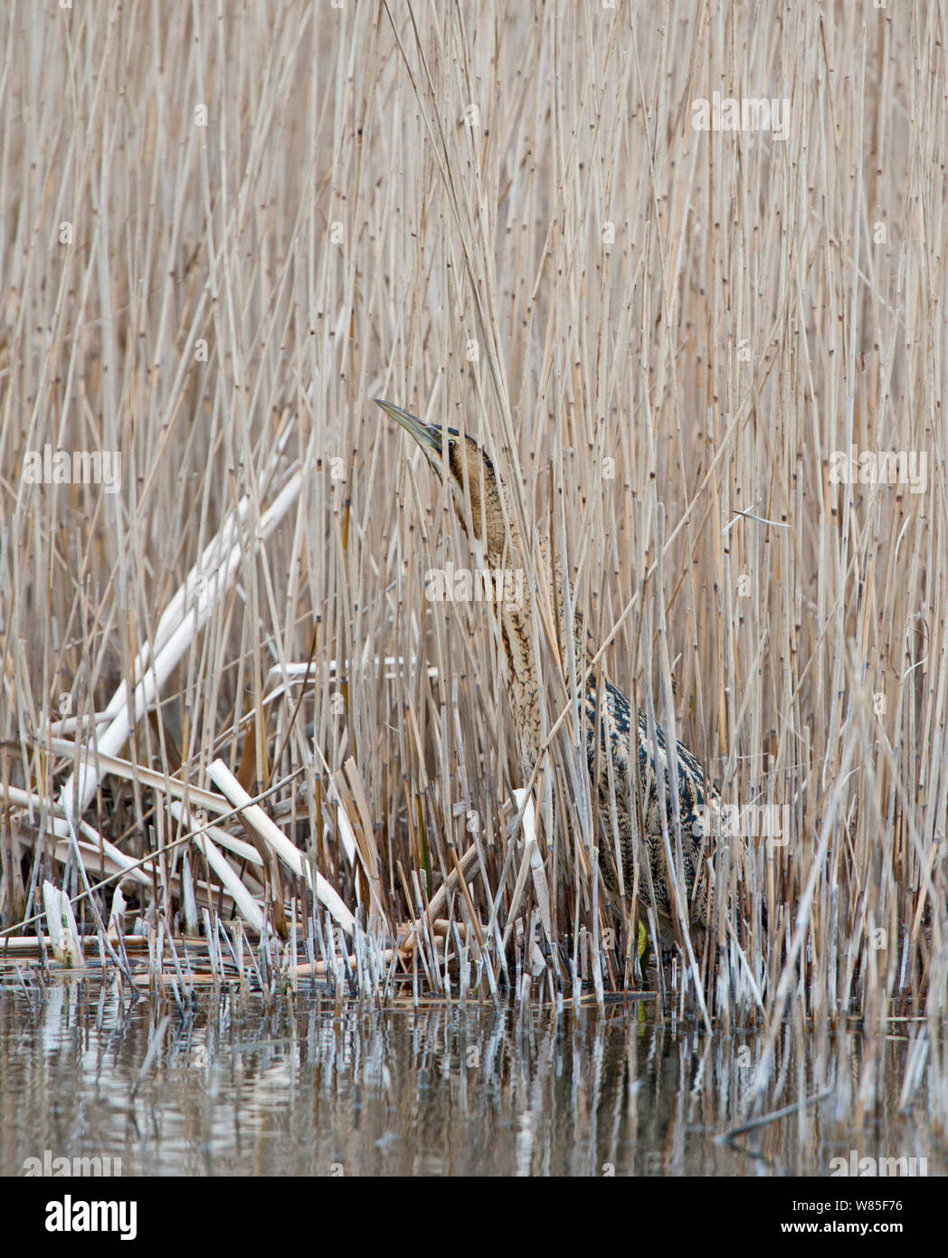 Eurasian Botaurus stellaris Holme, Norfolk Wildlife Trust, Norfolk, febbraio. Foto Stock