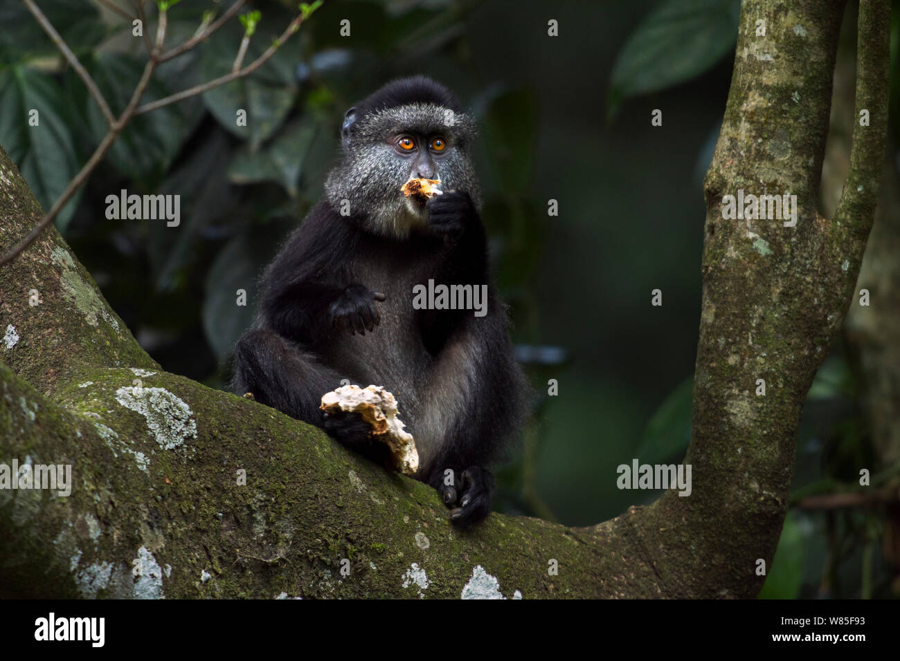 Stulmann&#39;s blue monkey (Cercopithecus mitis stuhlmanni) capretti di mangiare un fungo. Kakamega Forest Sud, provincia occidentale, in Kenya. Foto Stock