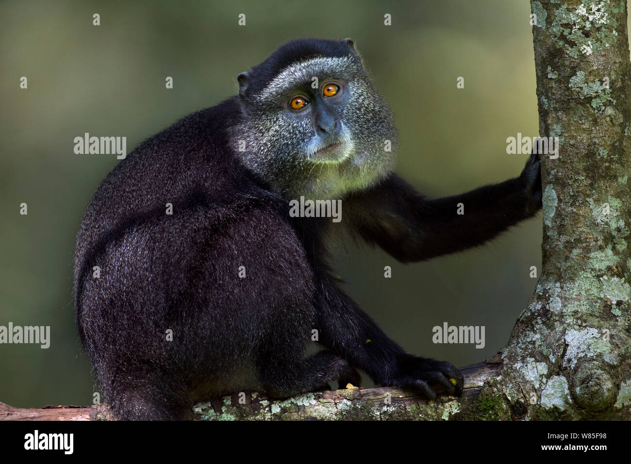 Stulmann&#39;s blue monkey (Cercopithecus mitis stuhlmanni) capretti seduta verticale. Kakamega Forest Sud, provincia occidentale, in Kenya. Foto Stock