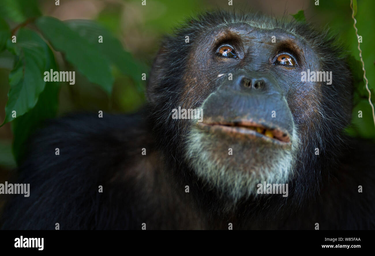 Scimpanzé orientale (Pan troglodytes schweinfurtheii) maschio &#39;Apollo&#39; invecchiato 32 anni testa e spalle ritratto. Gombe. Parco Nazionale, Tanzania. Foto Stock