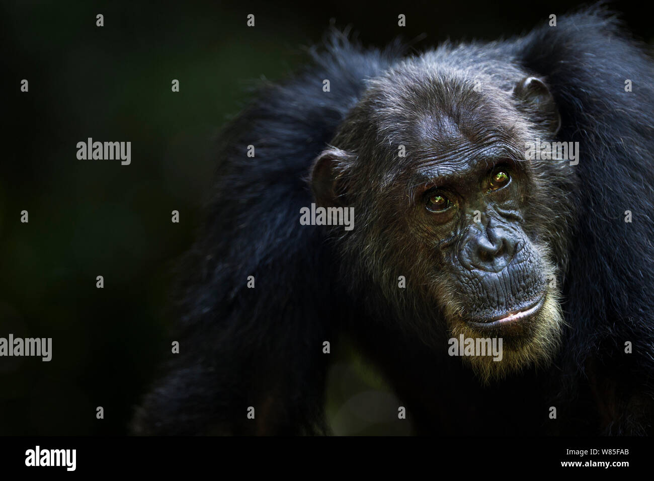 Scimpanzé orientale (Pan troglodytes schweinfurtheii) maschio &#39;Frodo&#39; invecchiato 35 anni essendo curato - testa e spalle ritratto. Gombe. Parco Nazionale, Tanzania. Foto Stock