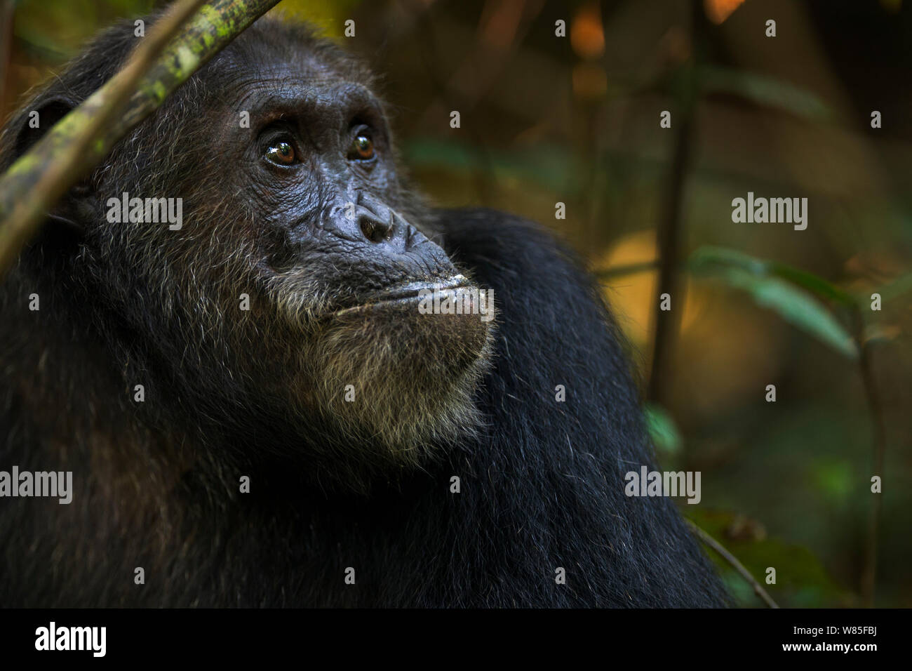 Scimpanzé orientale (Pan troglodytes schweinfurtheii) maschio &#39;Frodo&#39; invecchiato 35 anni su alimentazione Mbula frutta. Gombe. Parco Nazionale, Tanzania. Foto Stock