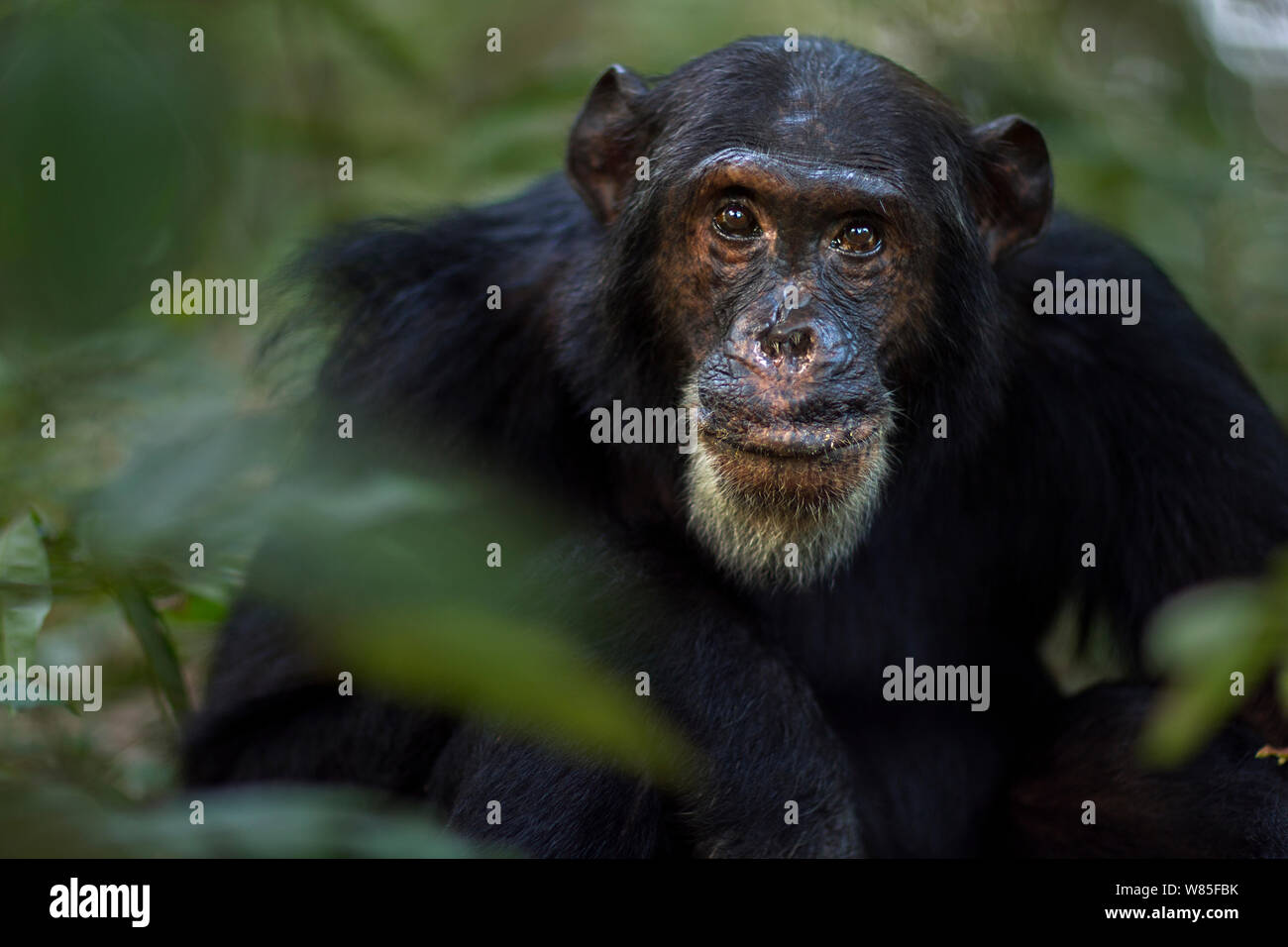 Scimpanzé orientale (Pan troglodytes schweinfurtheii) maschio &#39;Freud&#39; di 40 anni di alimentazione frutta sulla testa e spalle ritratto. Gombe. Parco Nazionale, Tanzania. Foto Stock