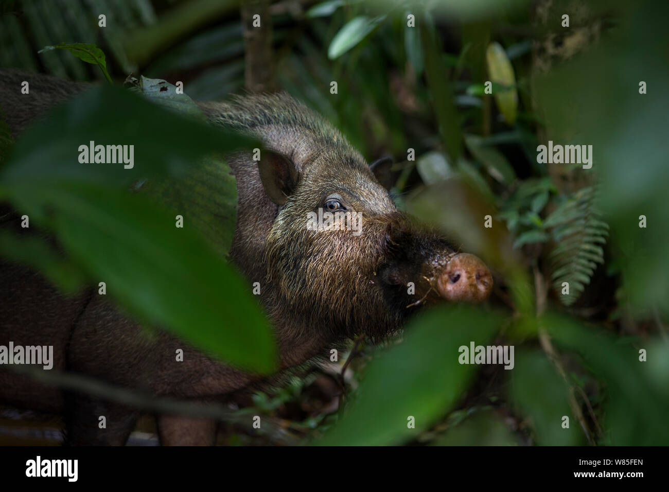 Maiale barbuto (Sus barbatus) Il peering attraverso la vegetazione. Bako National Park, Sarawak, Borneo Malese. Foto Stock