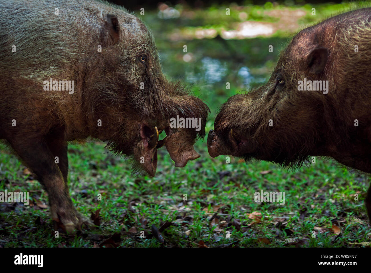 Maiale barbuto (Sus barbatus) maschi in confronto . Bako National Park, Sarawak, Borneo Malese. Foto Stock