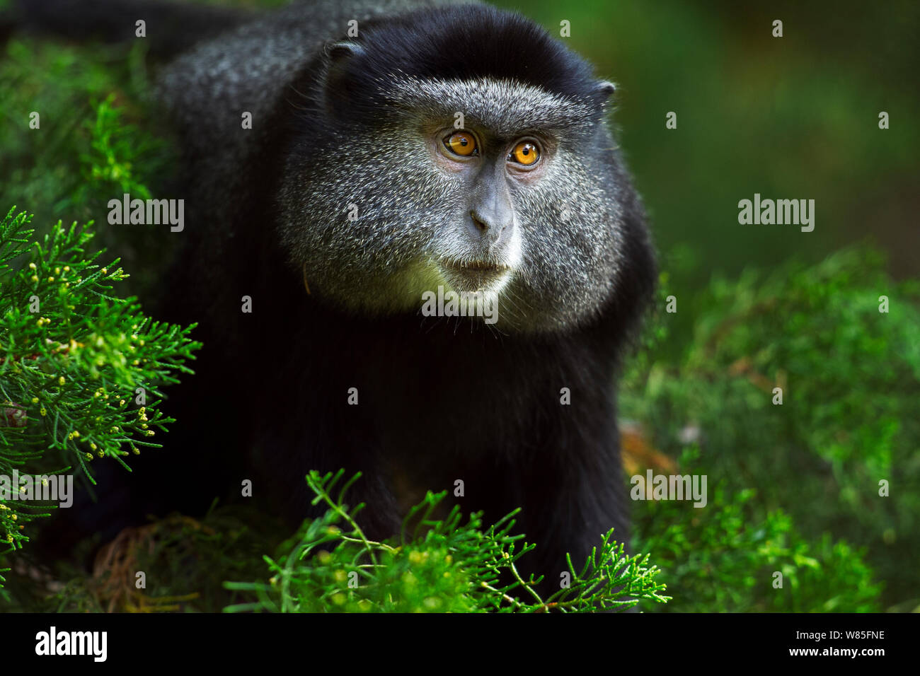 Stulmann&#39;s blue monkey (Cercopithecus mitis stuhlmanni) ritratto giovanile. Kakamega Forest Sud, provincia occidentale, in Kenya. Foto Stock