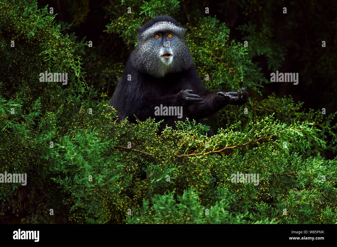 Stulmann&#39;s blue monkey (Cercopithecus mitis stuhlmanni) alimentazione su acini di una conifera albero. Kakamega Forest Sud, provincia occidentale, in Kenya. Foto Stock