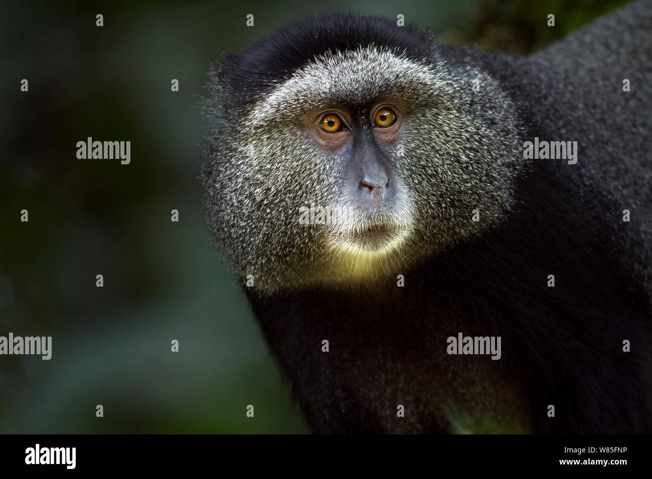 Stulmann&#39;s blue monkey (Cercopithecus mitis stuhlmanni) maschio &#39;testa e spalle ritratto. Kakamega Forest Sud, provincia occidentale, in Kenya. Foto Stock