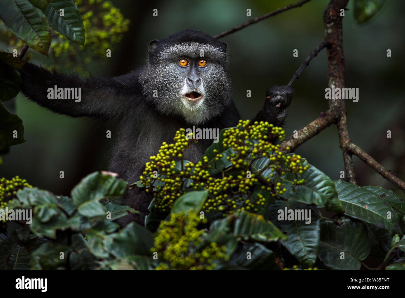 Stulmann&#39;s blue monkey (Cercopithecus mitis stuhlmanni) alimentazione su bacche di Harungana Madagascariensis tree. Kakamega Forest Sud, provincia occidentale, in Kenya. Foto Stock