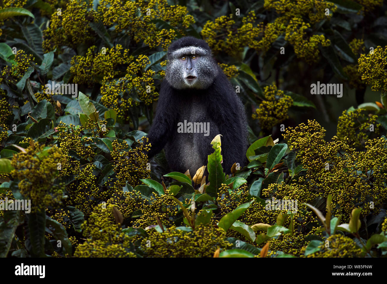 Stulmann&#39;s blue monkey (Cercopithecus mitis stuhlmanni) alimentazione su bacche di Harungana Madagascariensis tree. Kakamega Forest Sud, provincia occidentale, in Kenya. Foto Stock