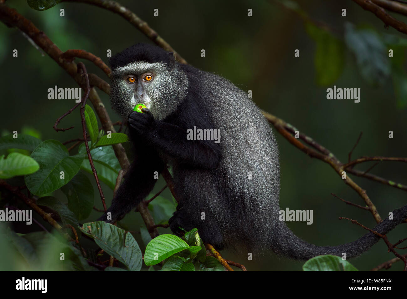 Stulmann&#39;s blue monkey (Cercopithecus mitis stuhlmanni) alimentazione sulla frutta. Kakamega Forest Sud, provincia occidentale, in Kenya. Foto Stock
