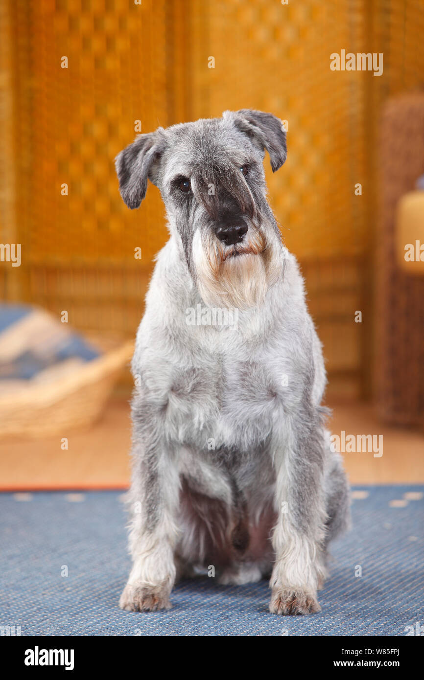 Schnauzer Standard, maschio 10 anni con pepe e sale, colorazione ritratto. Foto Stock
