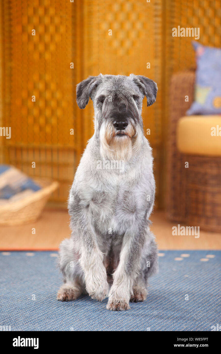 Schnauzer Standard, maschio 10 anni con pepe e sale, colorazione ritratto. Foto Stock