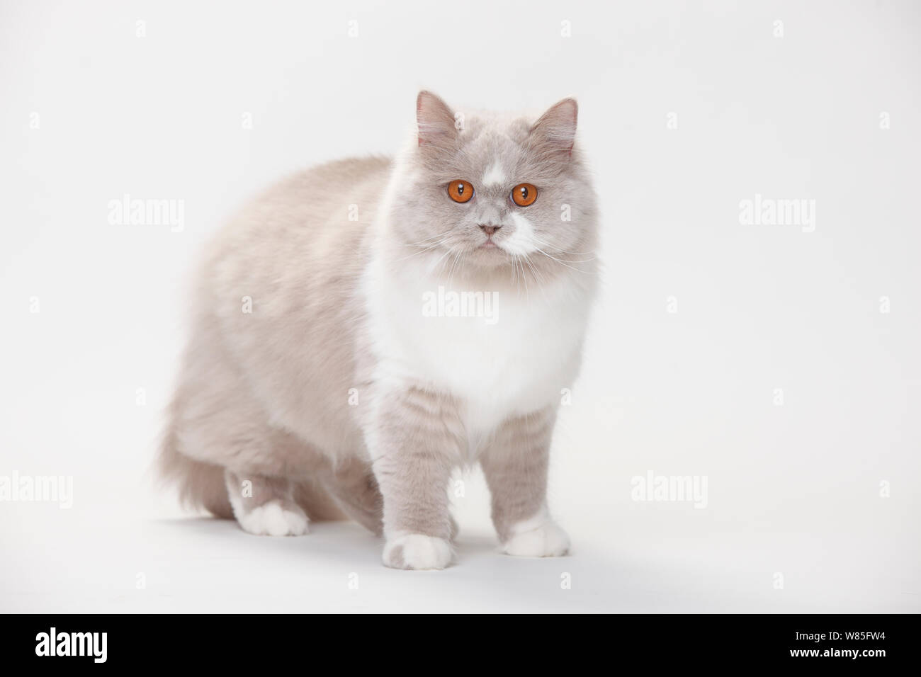 British Longhair Cat, lilla-bianco (Highlander, Lowlander, Britanica) Foto Stock