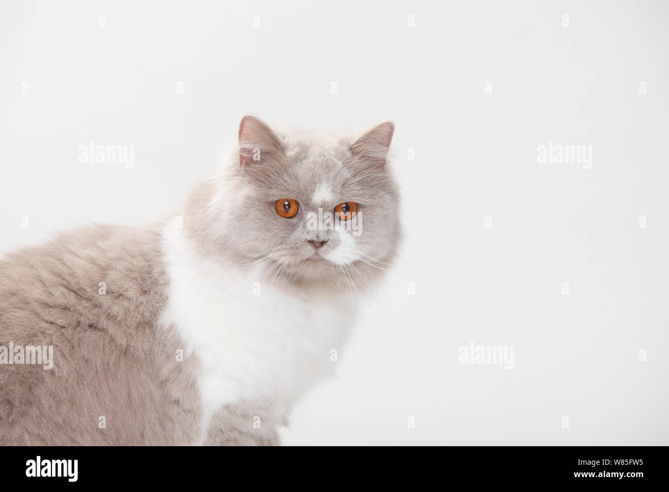 British Longhair Cat, lilla-bianco (Highlander, Lowlander, Britanica) Foto Stock