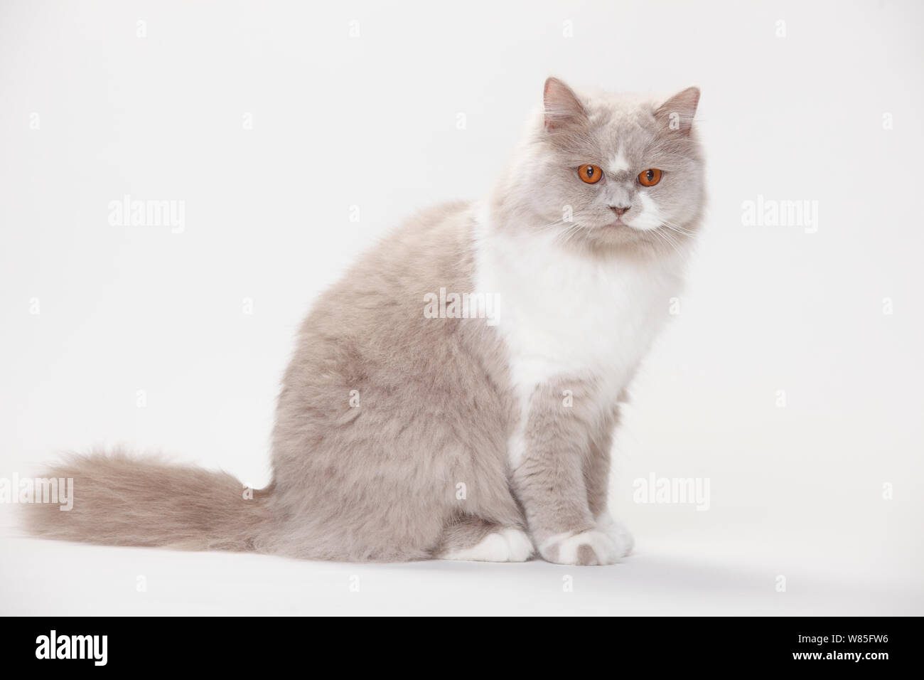 British Longhair Cat, lilla-bianco (Highlander, Lowlander, Britanica) Foto Stock