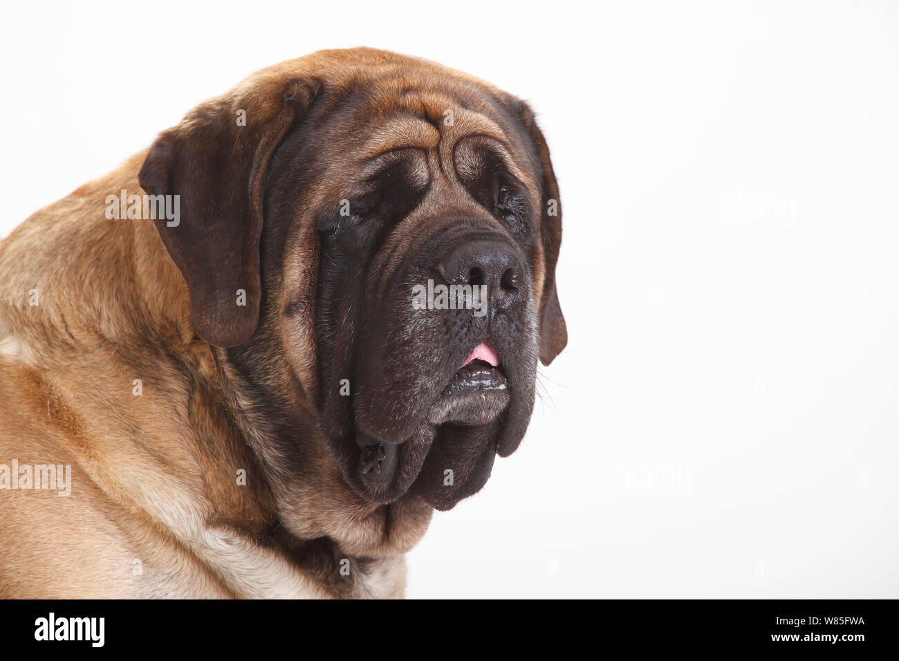 English Mastiff, maschio, ritratto contro uno sfondo bianco. Foto Stock