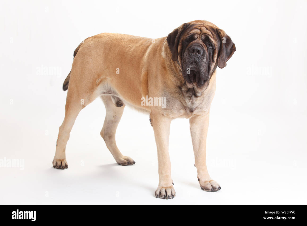 English Mastiff, maschio, ritratto contro uno sfondo bianco. Foto Stock